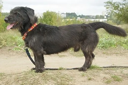 Lolek :) pies, adopcja,  lubuskie Gorzów Wielkopol