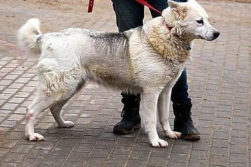 TUNDRA piękna sunia w typie ras północnych, mądra,