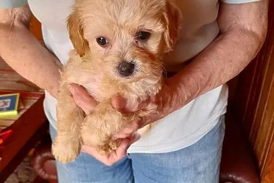 Maltipoo maltanczyk/pudel toy red