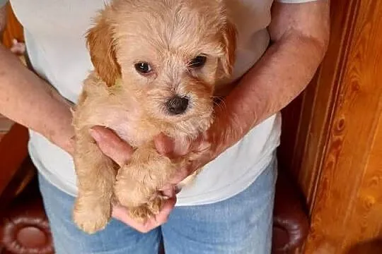 Maltipoo maltanczyk/pudel toy red, Podlaskie, Augustów