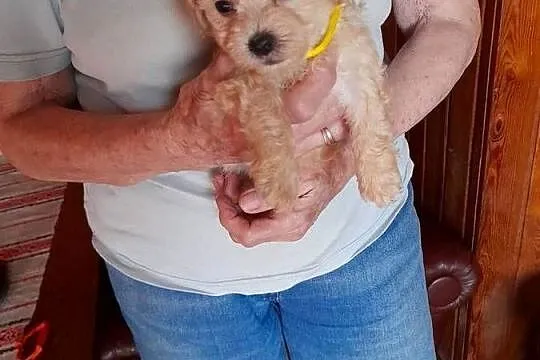 Maltipoo maltanczyk/pudel toy red, Podlaskie, Augustów