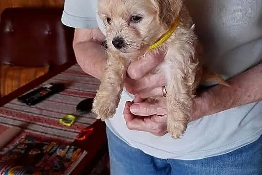 Maltipoo maltanczyk/pudel toy red, Podlaskie, Augustów