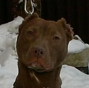 Pit bull red nose suczka