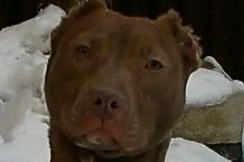 Pit bull red nose suczka