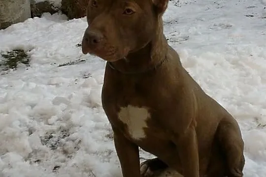 Pit bull red nose suczka