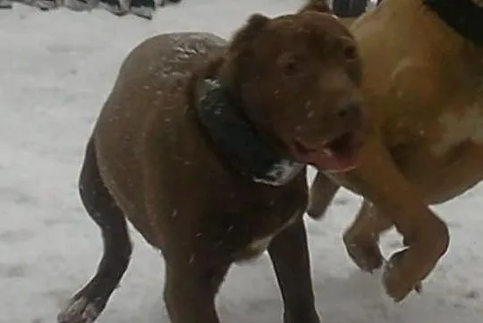 Pit bull red nose suczka