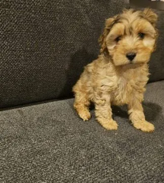 1 suczka / 2 pieski Cockapoo na sprzedaż... napisz do mnie na WhatsApp: +44 7453 907158, , Pasikurowice