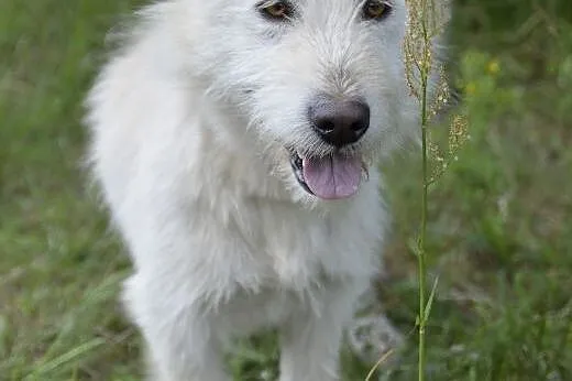 Mleczko - kto pokocha psa bez domu ?,  pomorskie W