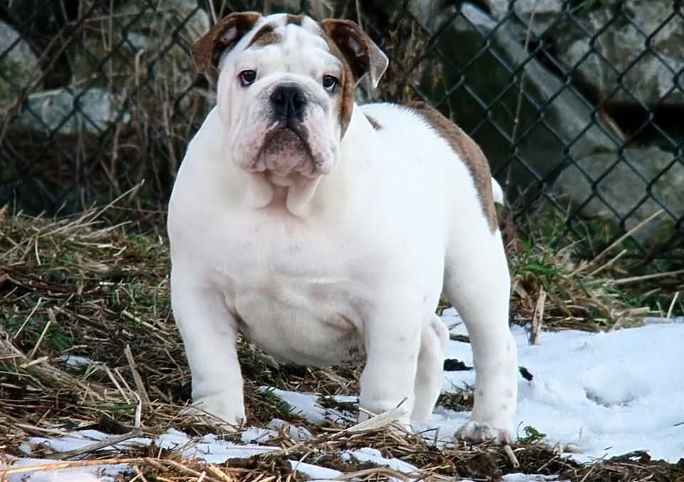 Buldog angielski piesek