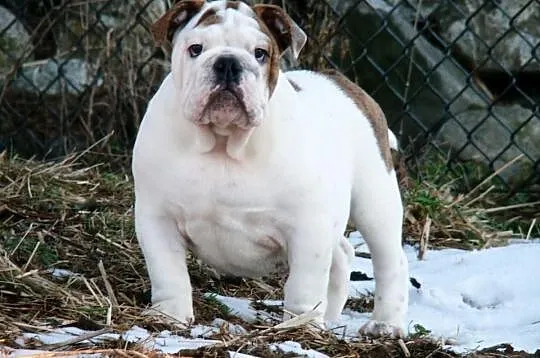 Buldog angielski piesek