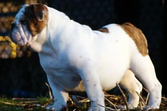 Buldog angielski piesek