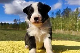 Piękna suczka HELGA - BORDER COLLIE z pełną dok. super rodzice - komplet ba
