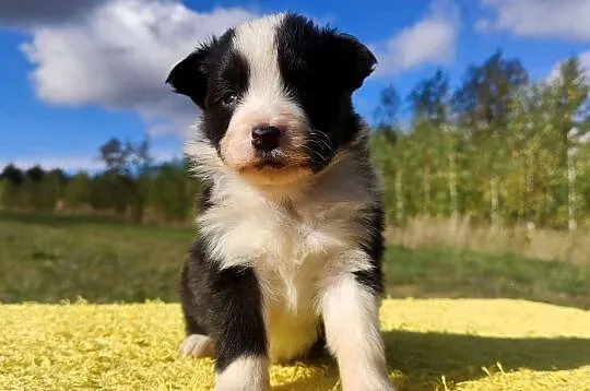 Piękna suczka HELGA - BORDER COLLIE z pełną dok. super rodzice - komplet ba