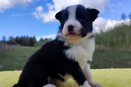 Piękna suczka HELGA - BORDER COLLIE z pełną dok. super rodzice - komplet ba, Podkarpackie, Iwonicz