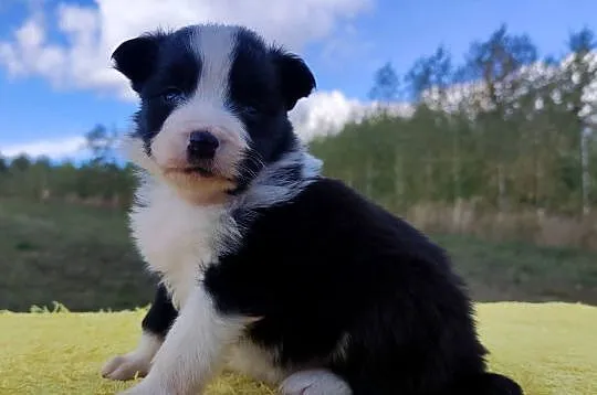 Piękna suczka HELGA - BORDER COLLIE z pełną dok. super rodzice - komplet ba, Podkarpackie, Iwonicz