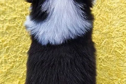 Piękna suczka HELGA - BORDER COLLIE z pełną dok. super rodzice - komplet ba, Podkarpackie, Iwonicz