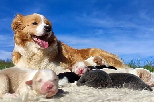 Piękna suczka HELGA - BORDER COLLIE z pełną dok. super rodzice - komplet ba, Podkarpackie, Iwonicz