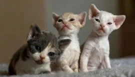 Kocięta rasy Devon Rex o szpiczastym usposobieniu//////////////////////