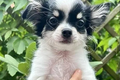 Piękny Chihuahua chłopiec