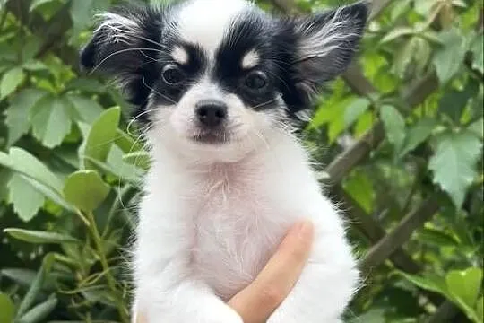 Piękny Chihuahua chłopiec, Mazowieckie, Legionowo