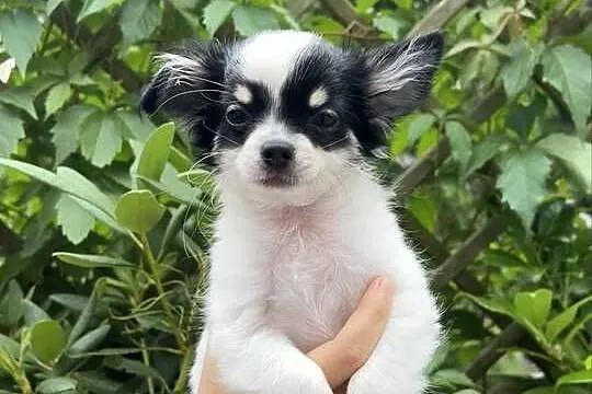 Piękny Chihuahua chłopiec, Mazowieckie, Legionowo