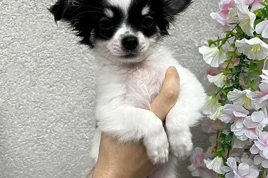 Piękny Chihuahua chłopiec, Mazowieckie, Legionowo