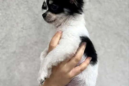 Piękny Chihuahua chłopiec, Mazowieckie, Legionowo