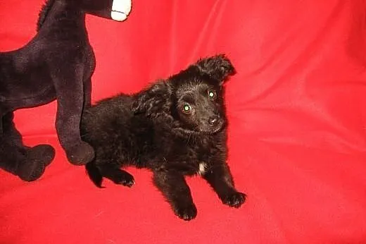 Sisi do adopcji,  świętokrzyskie Kielce