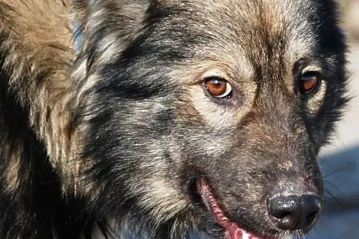 Młody pies WEZIR - wspaniały stróż wierny przyjaci