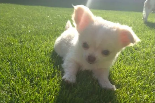 Chihuahua FCI z kameralnej domowej hodowli Z domu Rosa, suczka długowłosa, , Łomianki