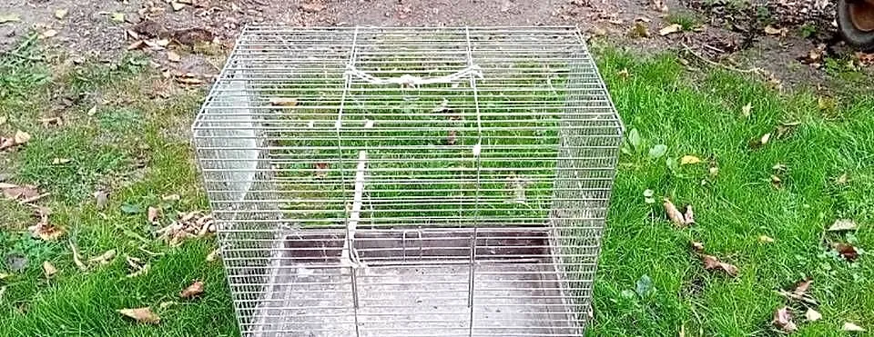 Ostatnia klatka na papugi, Śląskie, Pruchna
