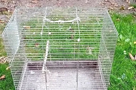 Ostatnia klatka na papugi, Śląskie, Pruchna