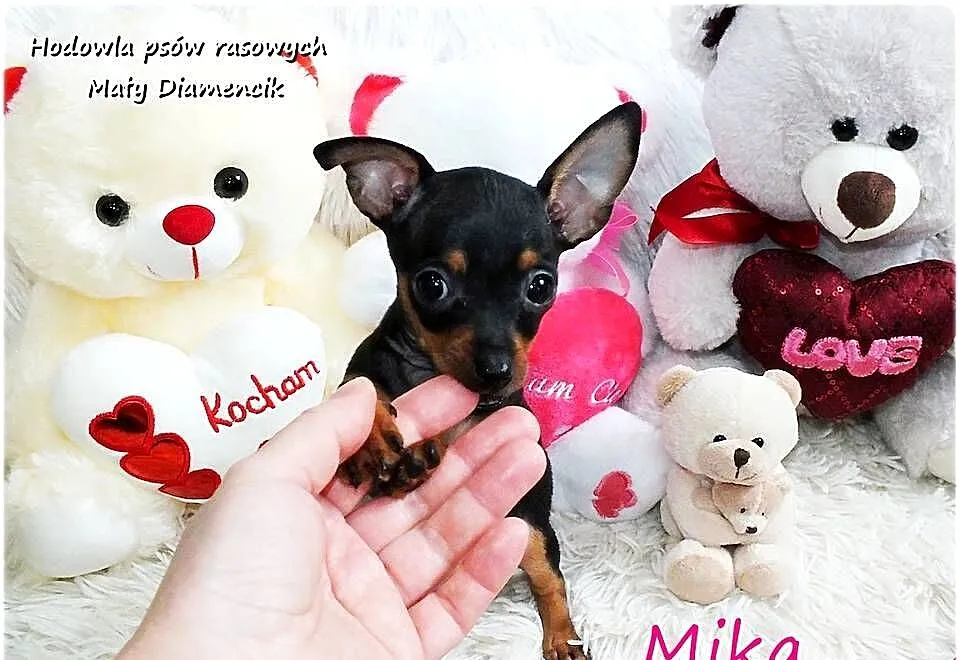Suczka Mika Ratlerek XS! MINI ! Pinczer miniaturowy z Rodowodem i wyprawką, Lubuskie, Żary