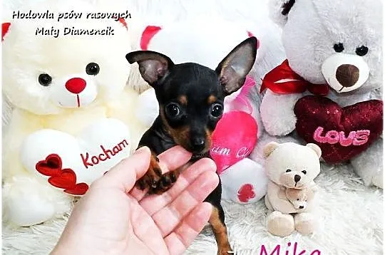 Suczka Mika Ratlerek XS! MINI ! Pinczer miniaturowy z Rodowodem i wyprawką, Lubuskie, Żary