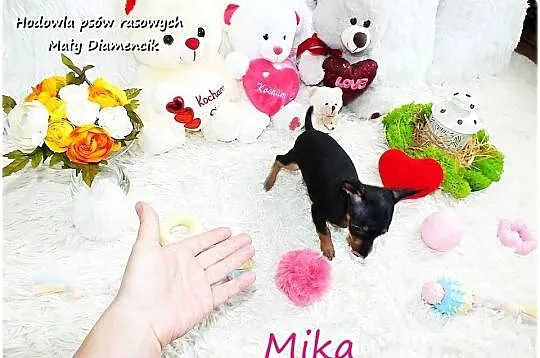 Suczka Mika Ratlerek XS! MINI ! Pinczer miniaturowy z Rodowodem i wyprawką, Lubuskie, Żary
