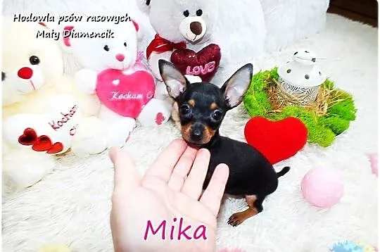 Suczka Mika Ratlerek XS! MINI ! Pinczer miniaturowy z Rodowodem i wyprawką, Lubuskie, Żary