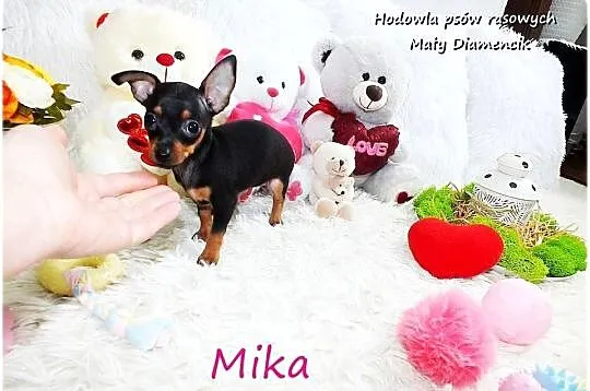 Suczka Mika Ratlerek XS! MINI ! Pinczer miniaturowy z Rodowodem i wyprawką, Lubuskie, Żary