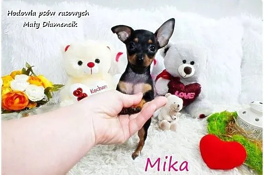 Suczka Mika Ratlerek XS! MINI ! Pinczer miniaturowy z Rodowodem i wyprawką, Lubuskie, Żary