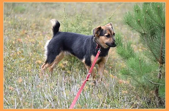 Aktywny,waga 11 kg,przyjazny,kontaktowy pies BOBIK_Adopcja
