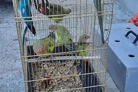 Sprzedam księżniczki Walii