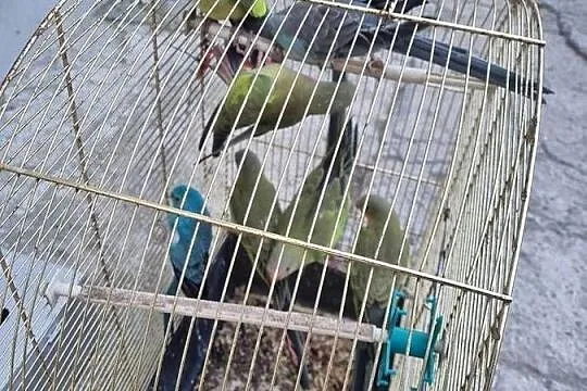 Sprzedam księżniczki Walii, Mazowieckie, Chlebnia