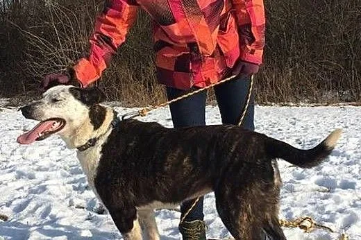 Harfa o nietuzinkowym umaszczeniu czeka na Ciebie 