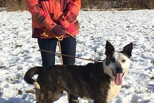 Harfa o nietuzinkowym umaszczeniu czeka na Ciebie 