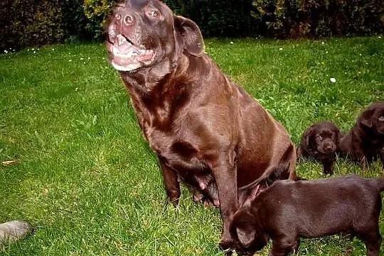 Labrador -czekoladowe