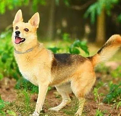 FABIA - 3 letnia, wesoła i kochana trójłapka do adopcji,, Łódzkie, Łódź