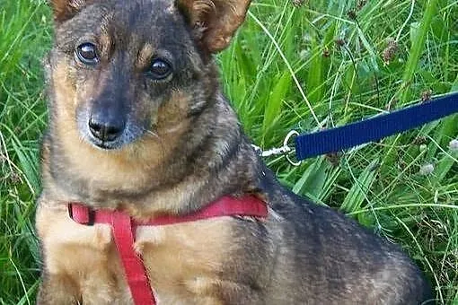 Pulchna Pusia szuka ciepłego domu