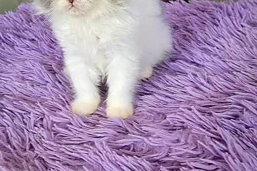Puszysty koteczek perski z rodowodem
