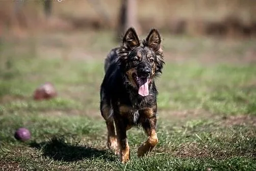 Abby - biegająca kulka szczęścia:) ,  śląskie Gliw