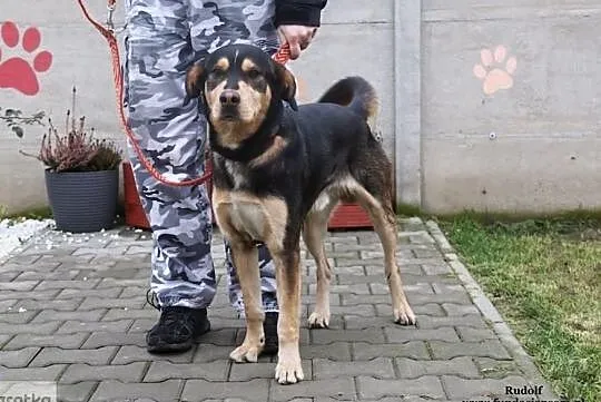 Rudolf - wesoły psiak, Mazowieckie, Nowy Dwór Mazowiecki