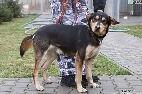 Rudolf - wesoły psiak, Mazowieckie, Nowy Dwór Mazowiecki